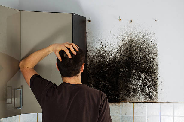 Reliable Denmark, SC Mold Removal Solutions